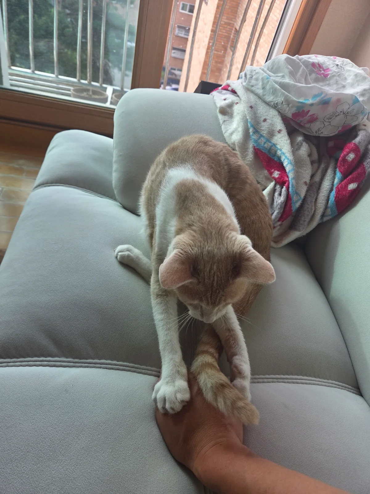 놀아주라냥 관련 고양이 사진 1