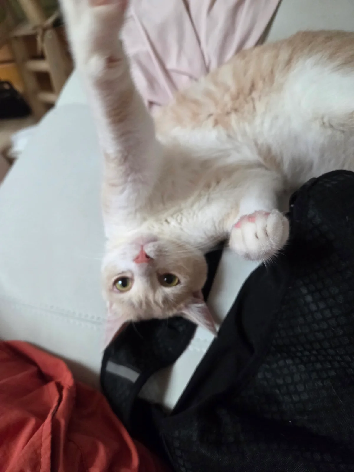 고양이 물기 방지 관련 고양이 사진 4