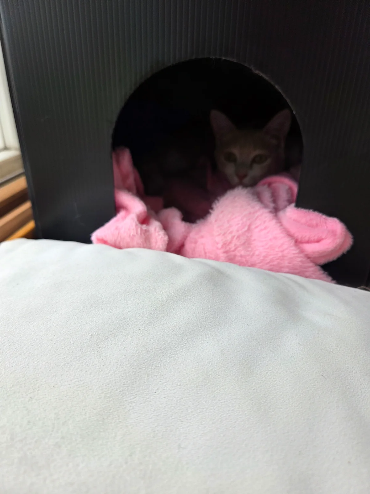 청소할때 숨어 있어요 관련 고양이 사진 1