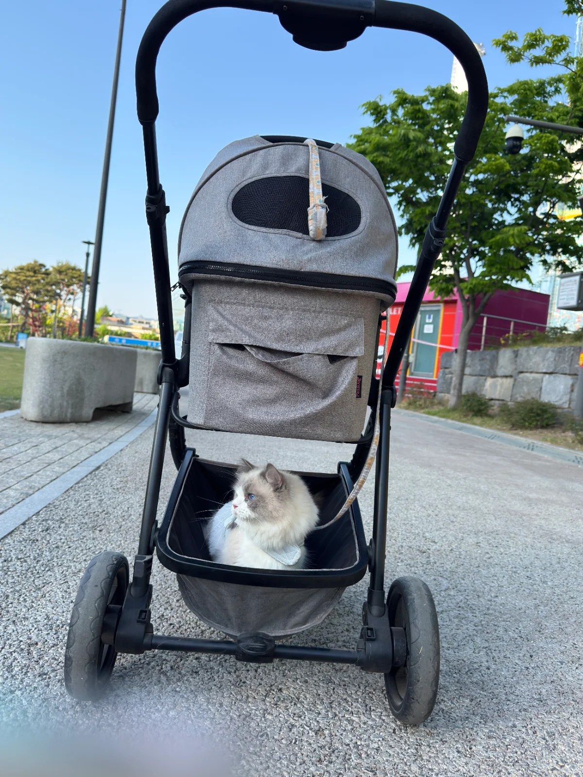 얼냥이 전용 냥이차 관련 고양이 사진 1
