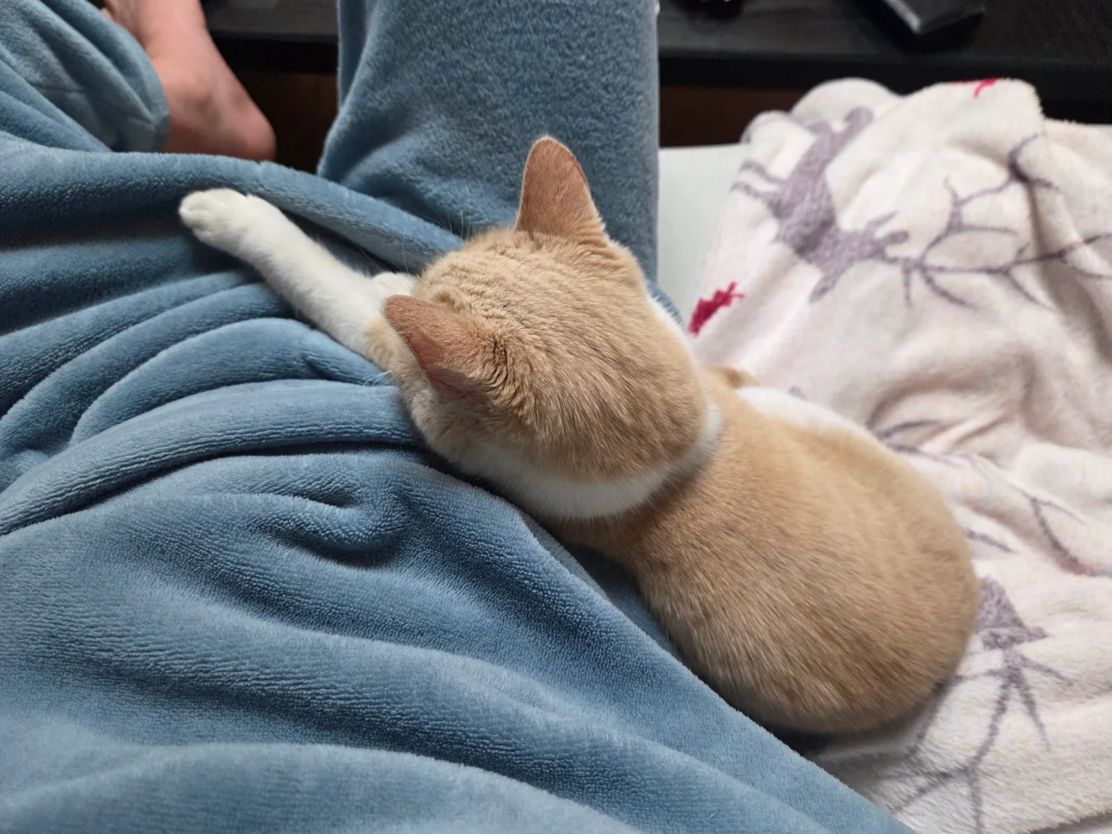 새벽 5시마다 깨우는 고양이 관련 고양이 사진 3