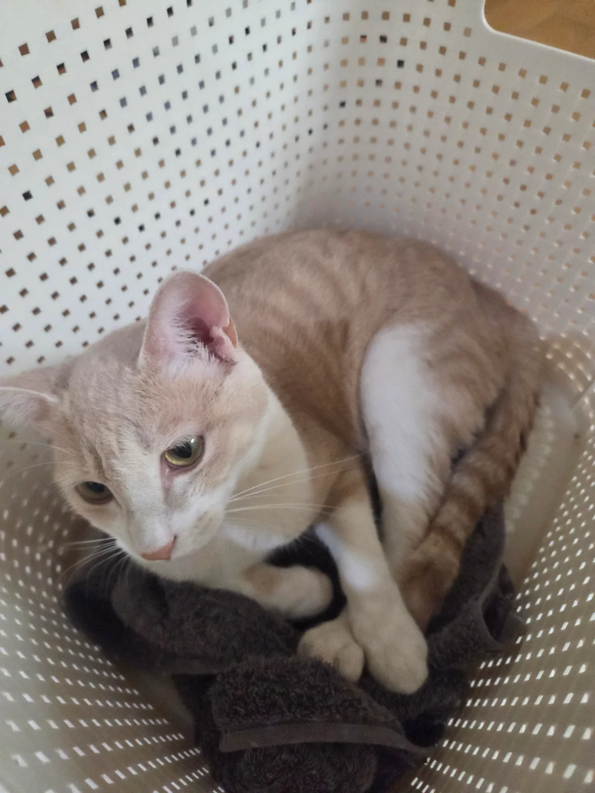 빨래 바구니에 자꾸 숨는 고양이 관련 고양이 사진 2