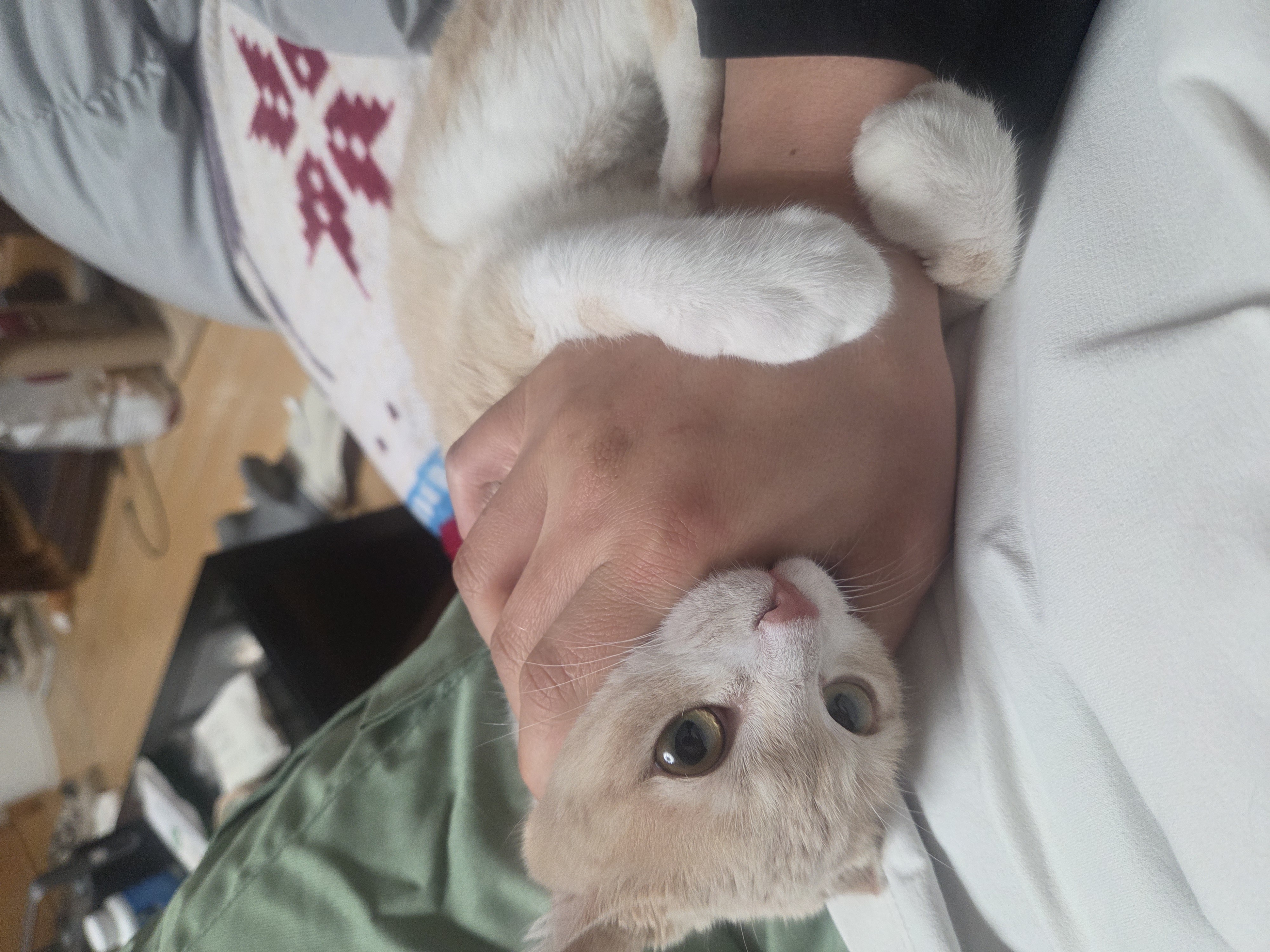 자꾸 무는 춘식이 관련 고양이 사진 2