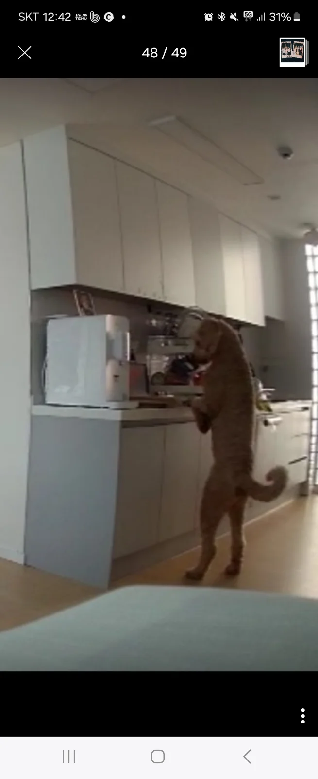 개는 왜 내 신발을 먹을까 관련 고양이 사진 4