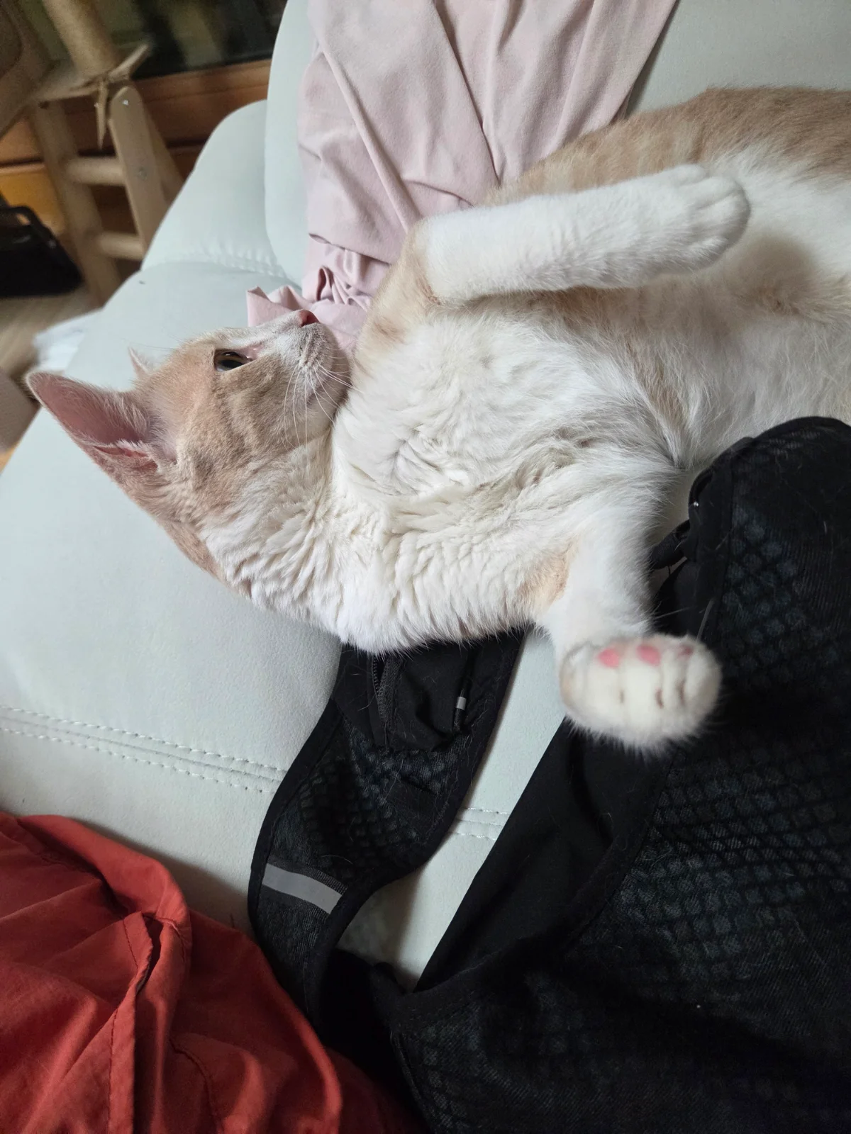고양이 물기 방지 관련 고양이 사진 2