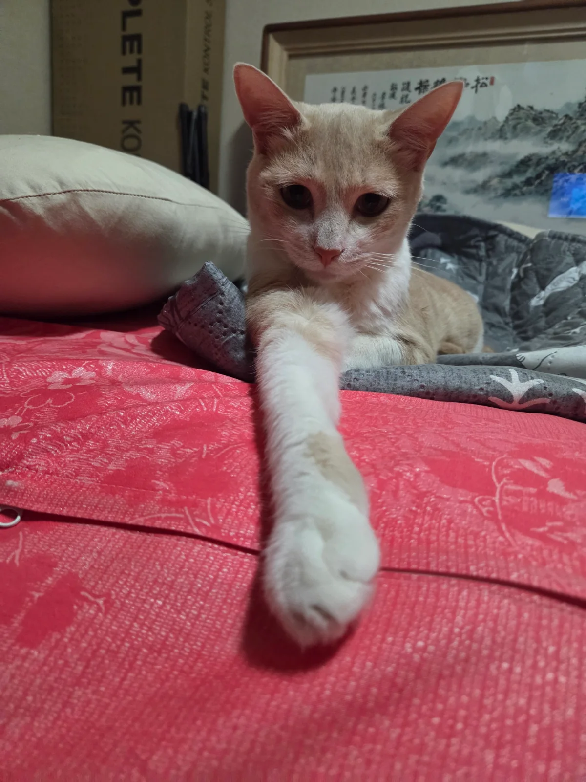 자려고 누웠는데 갑자기 관련 고양이 사진 3