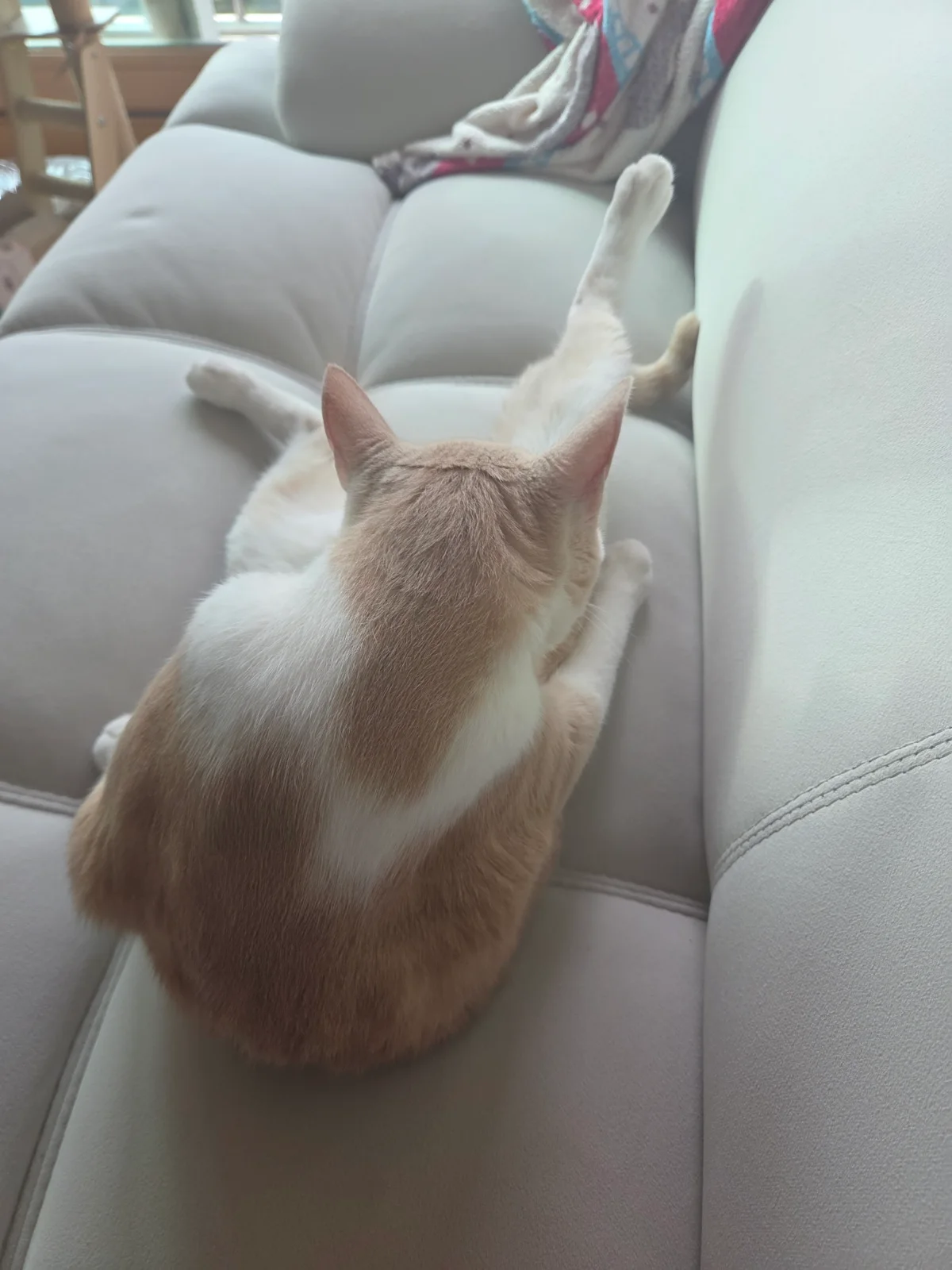 고양이 그루밍 관련 고양이 사진 2