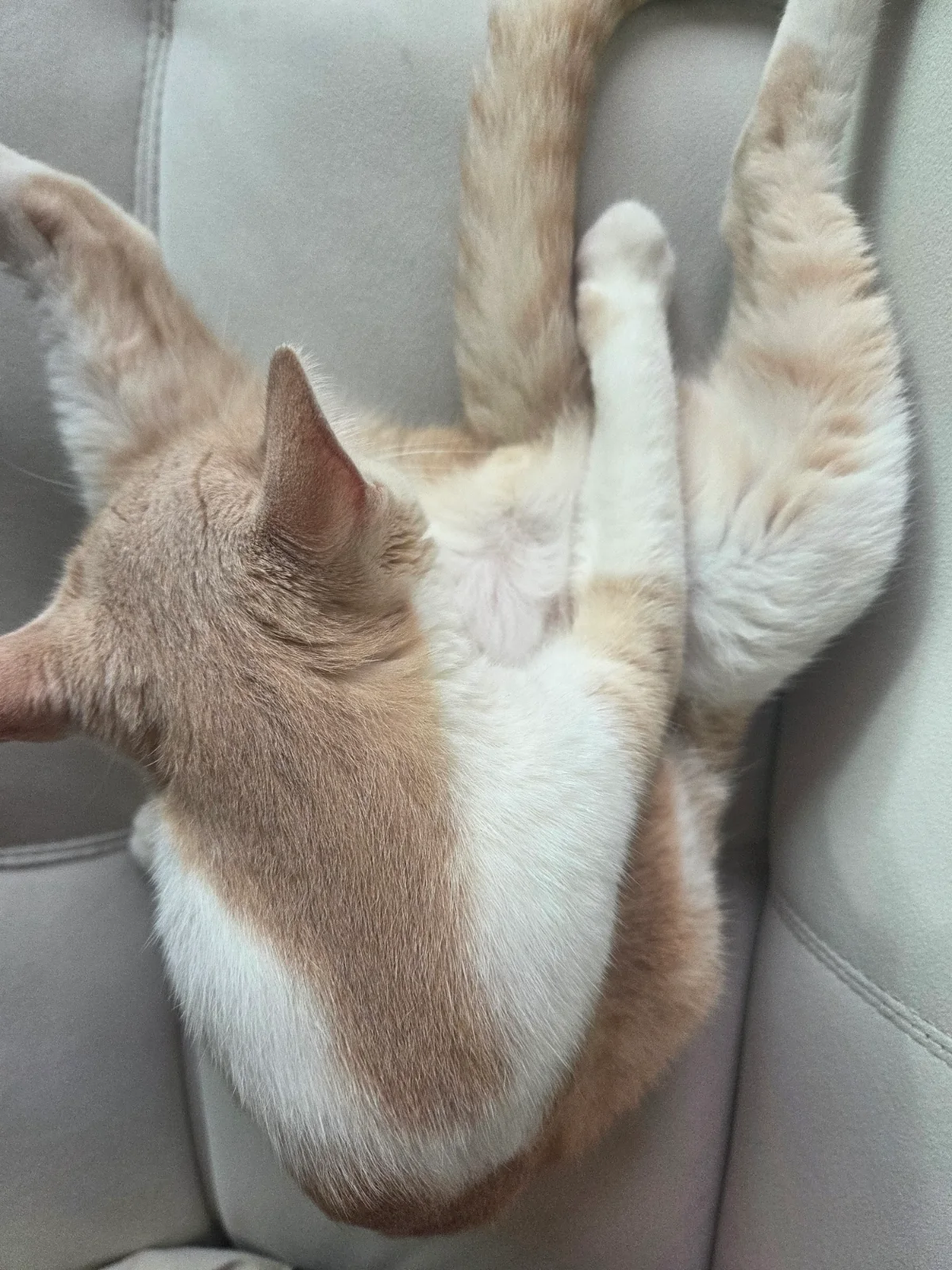 고양이 그루밍 관련 고양이 사진 1