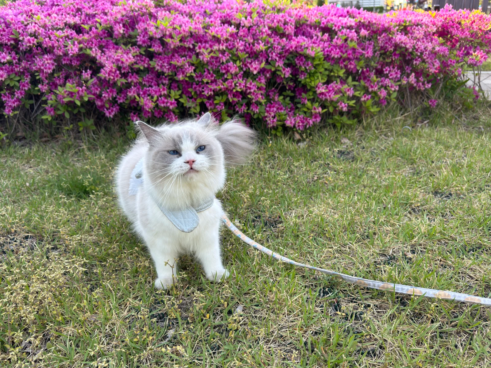 즐거운 하루를 위한 나의 노력 관련 고양이 사진 1