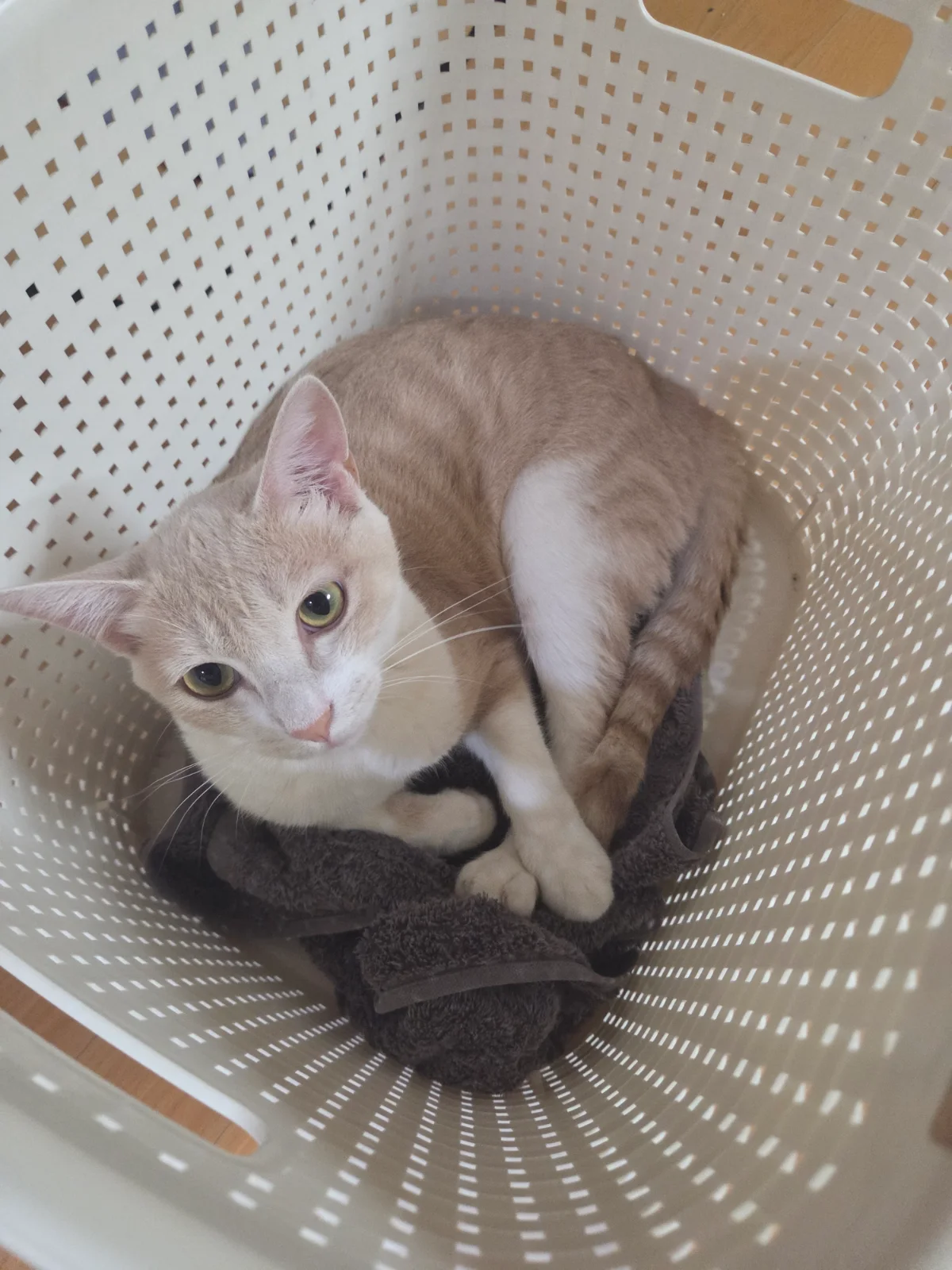 빨래 바구니에 자꾸 숨는 고양이 관련 고양이 사진 1