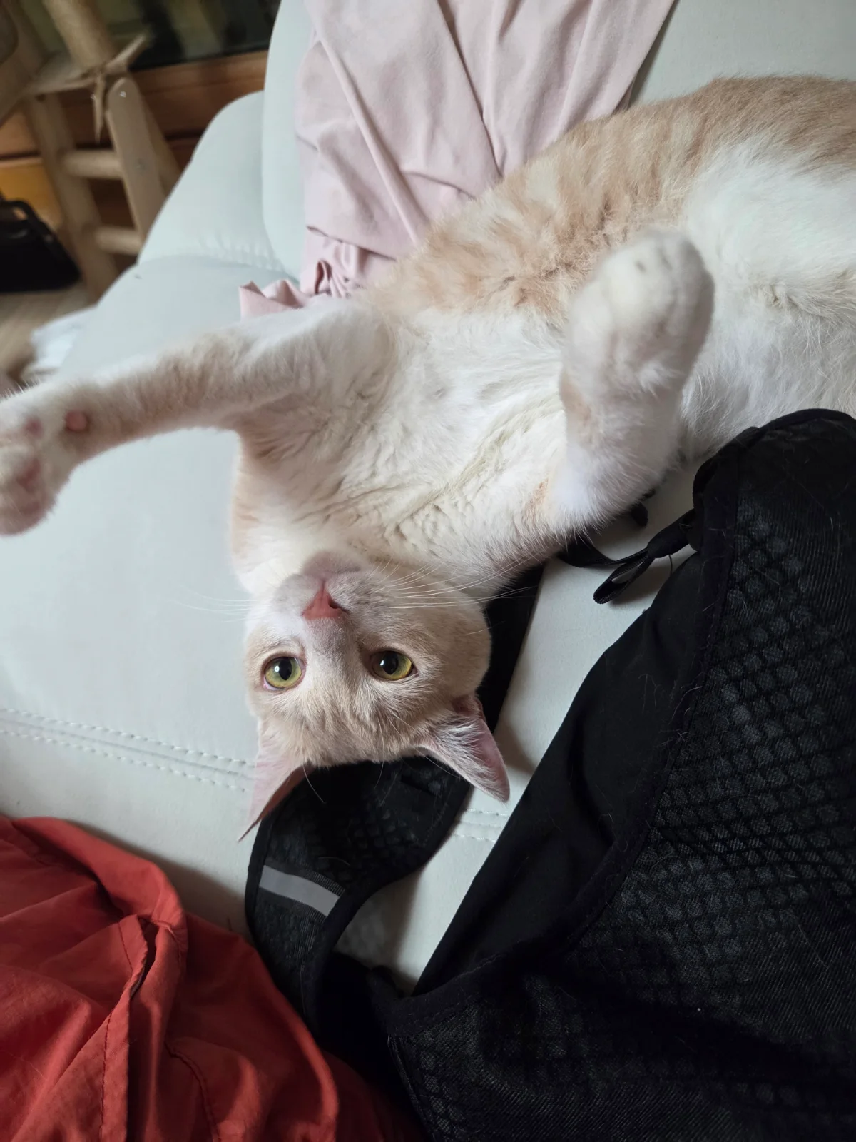 고양이 물기 방지 관련 고양이 사진 3