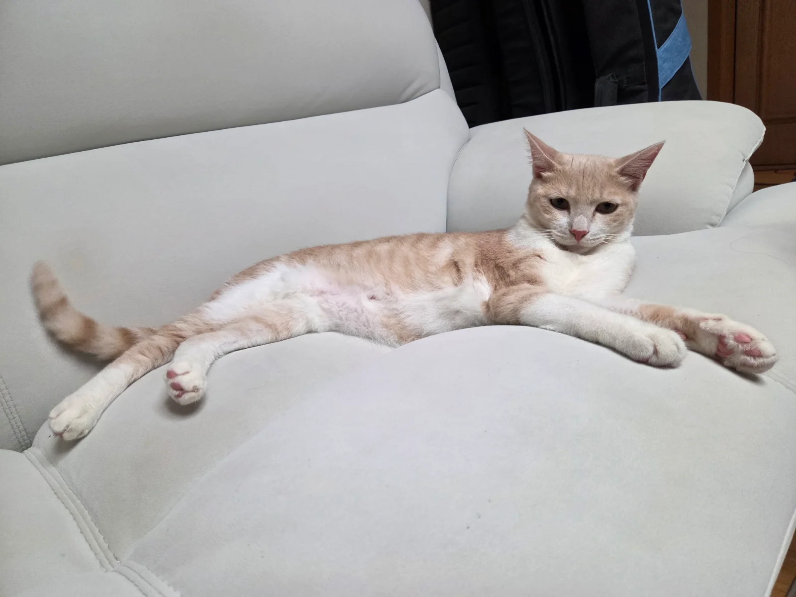 고양이 물기 방지 관련 고양이 사진 1