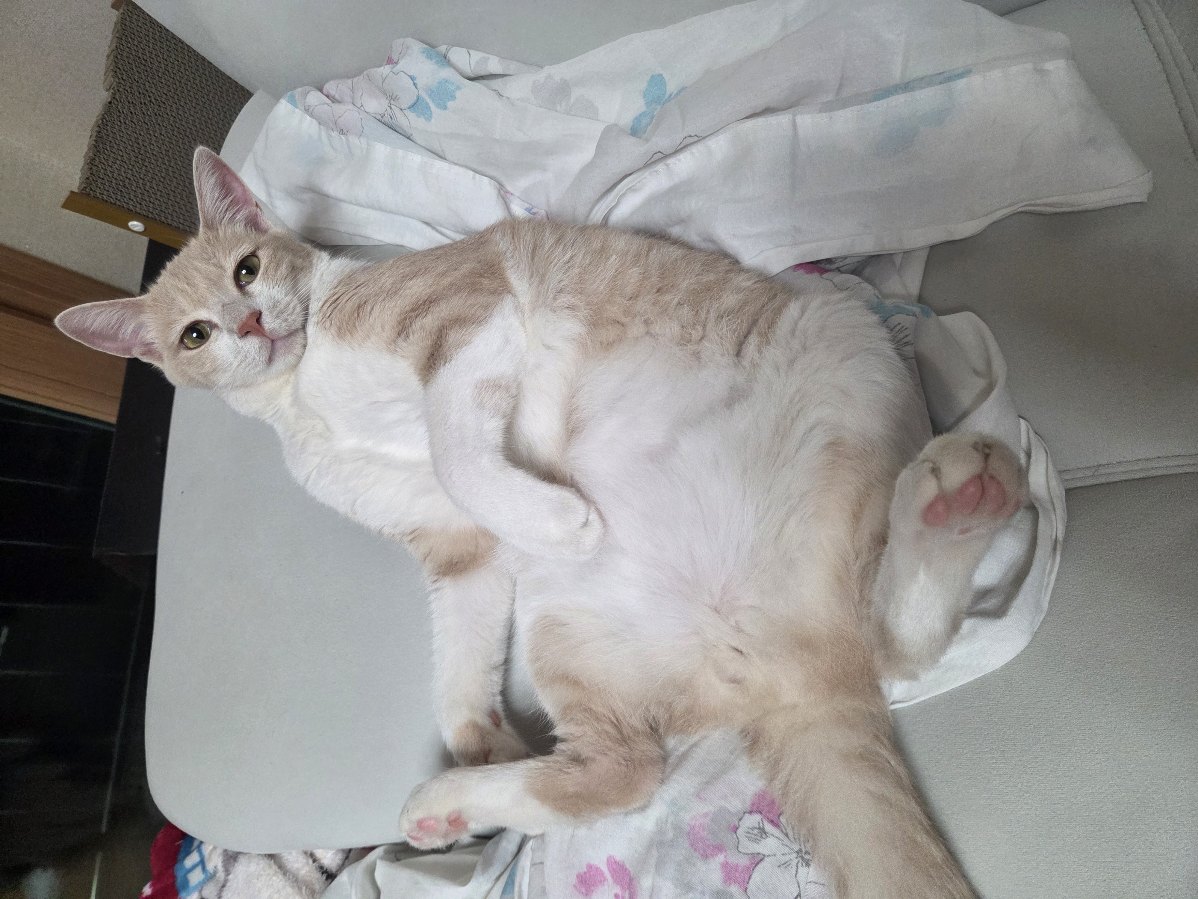 하체 말리는 고양이 관련 고양이 사진 1