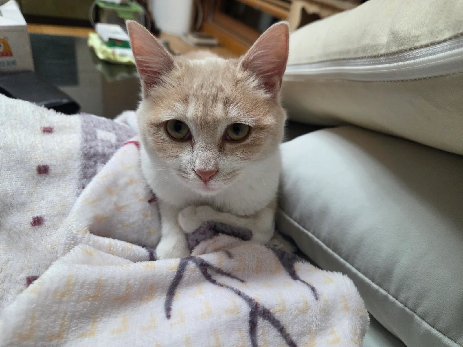 새벽 5시마다 깨우는 고양이 관련 고양이 사진 2