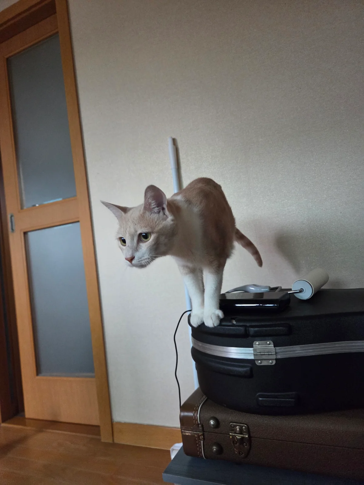 새벽에 우는 고양이 관련 고양이 사진 2