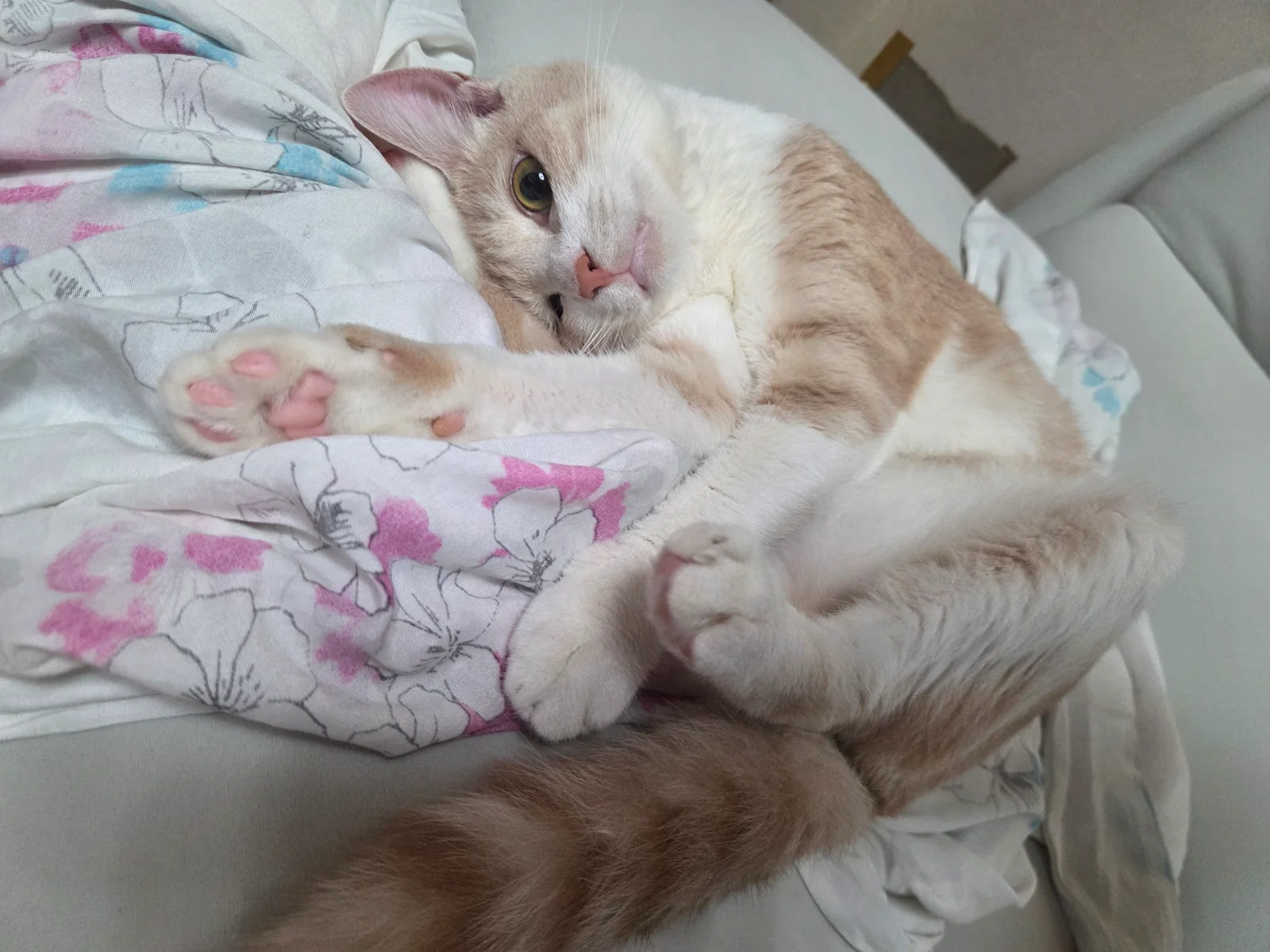 귀여워서 올리는 고양이 관련 고양이 사진 2