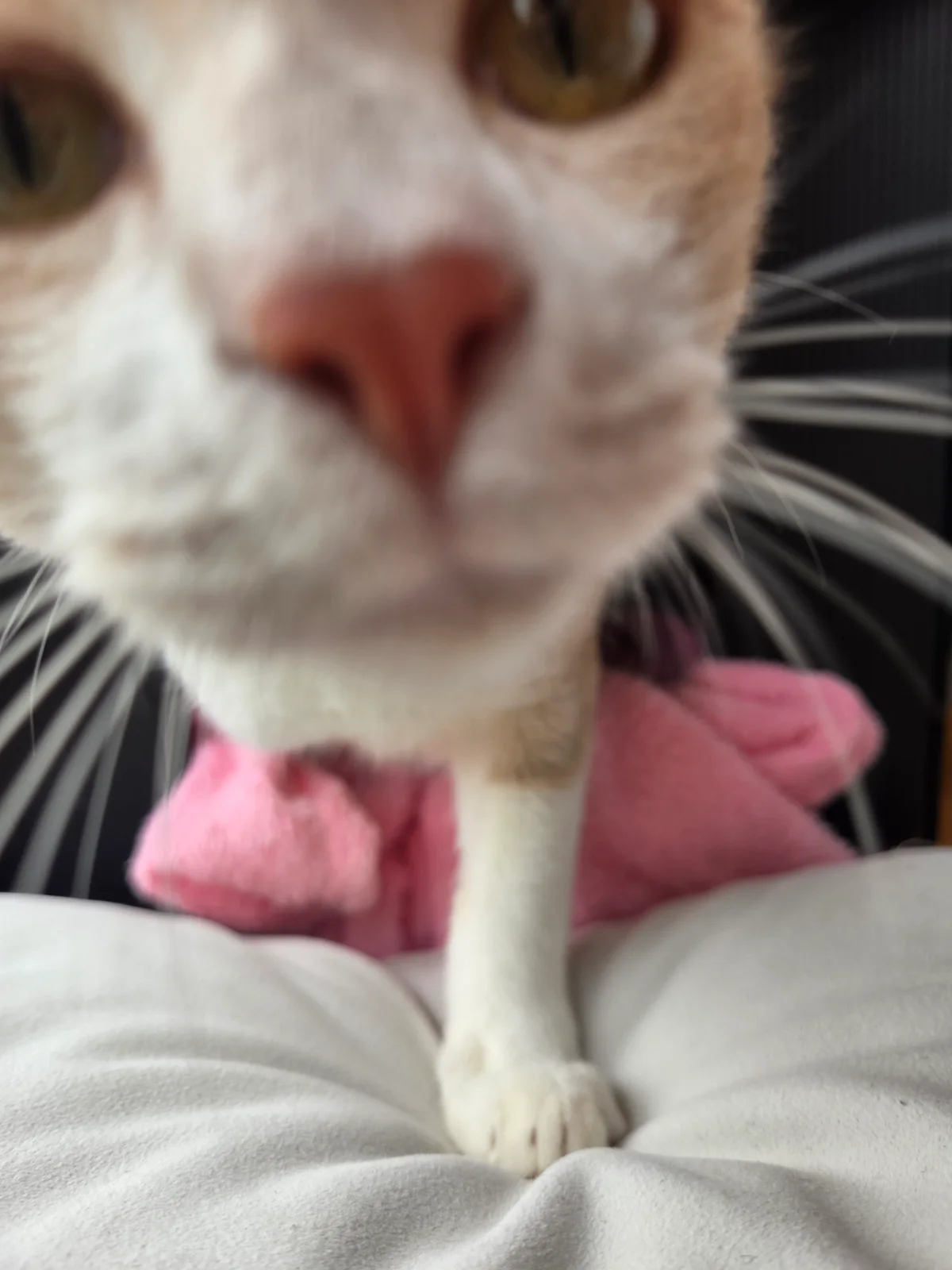 청소할때 숨어 있어요 관련 고양이 사진 5