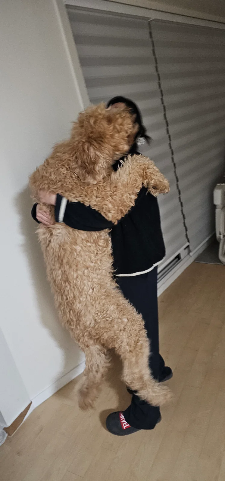 개는 왜 내 신발을 먹을까 관련 고양이 사진 3