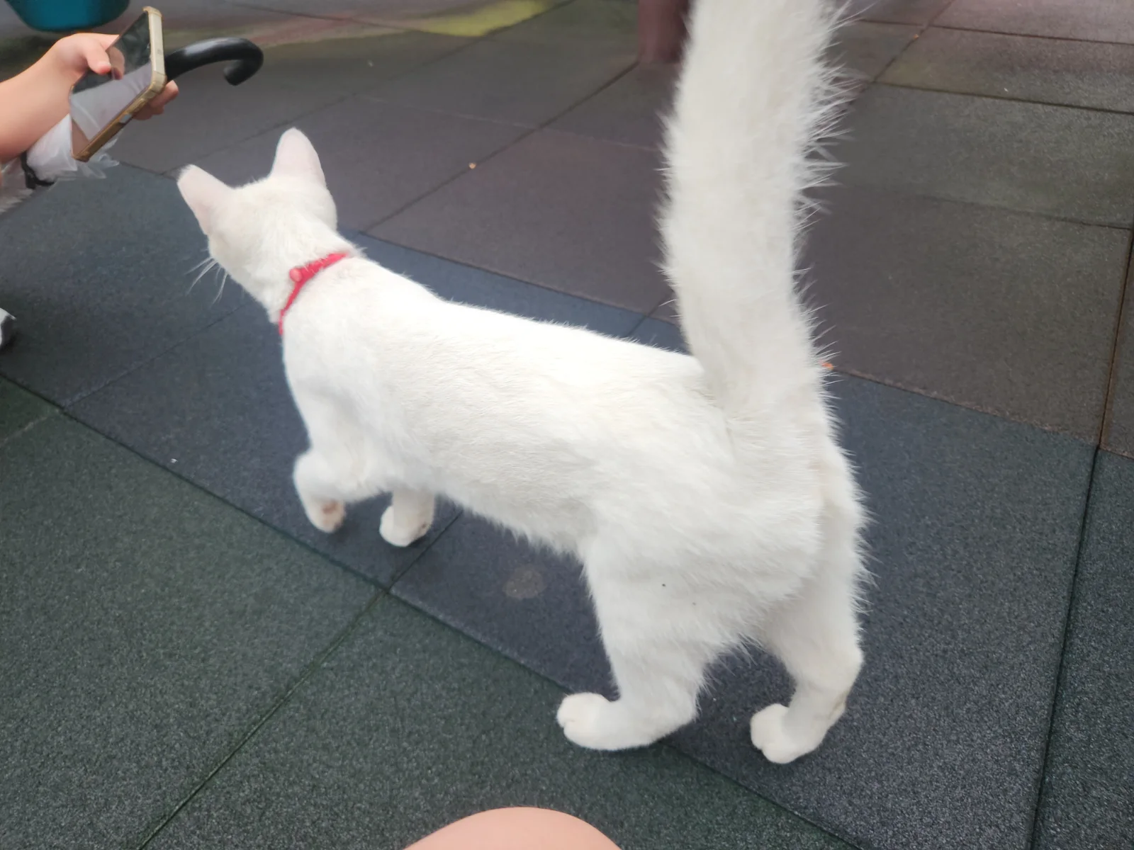 오늘은 구름이 뒷태 관련 고양이 사진 1