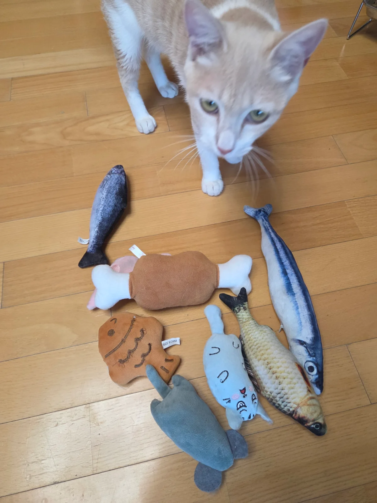 입냄새가 점점 다시 나기 시작 관련 고양이 사진 1