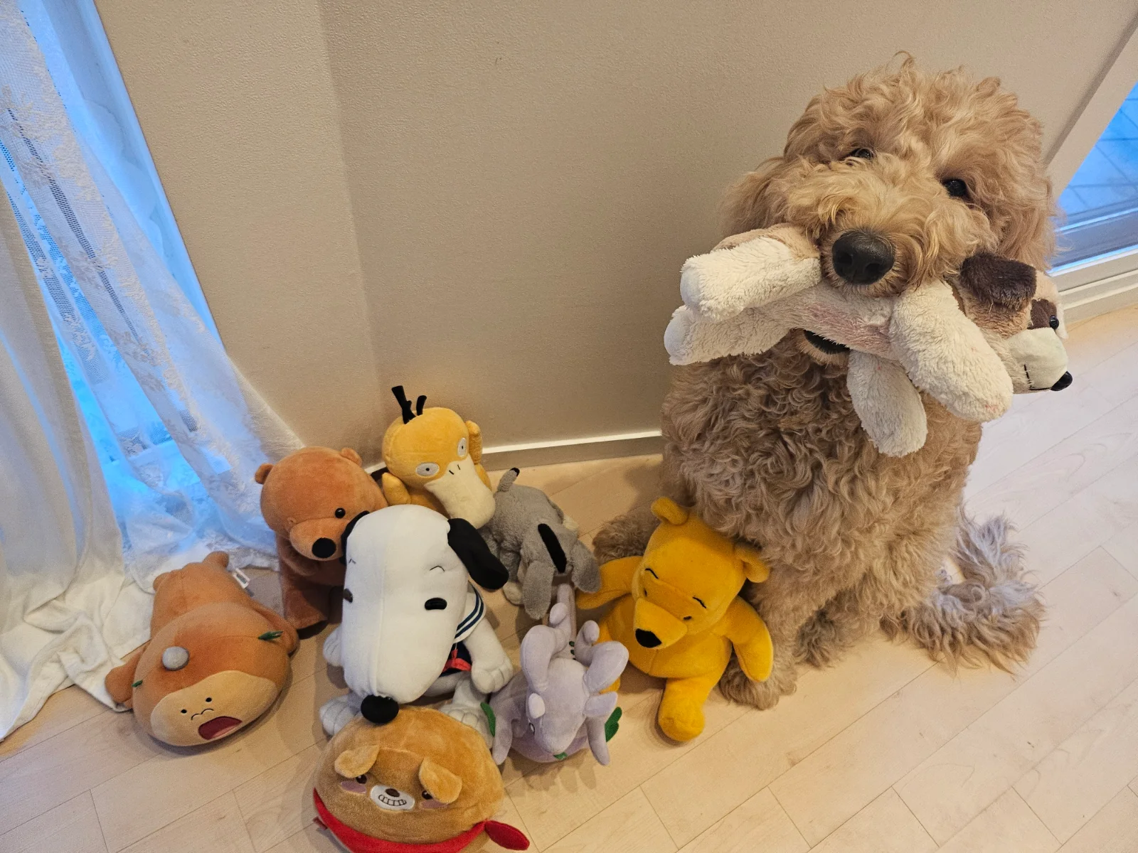 개는 왜 내 신발을 먹을까 관련 고양이 사진 5