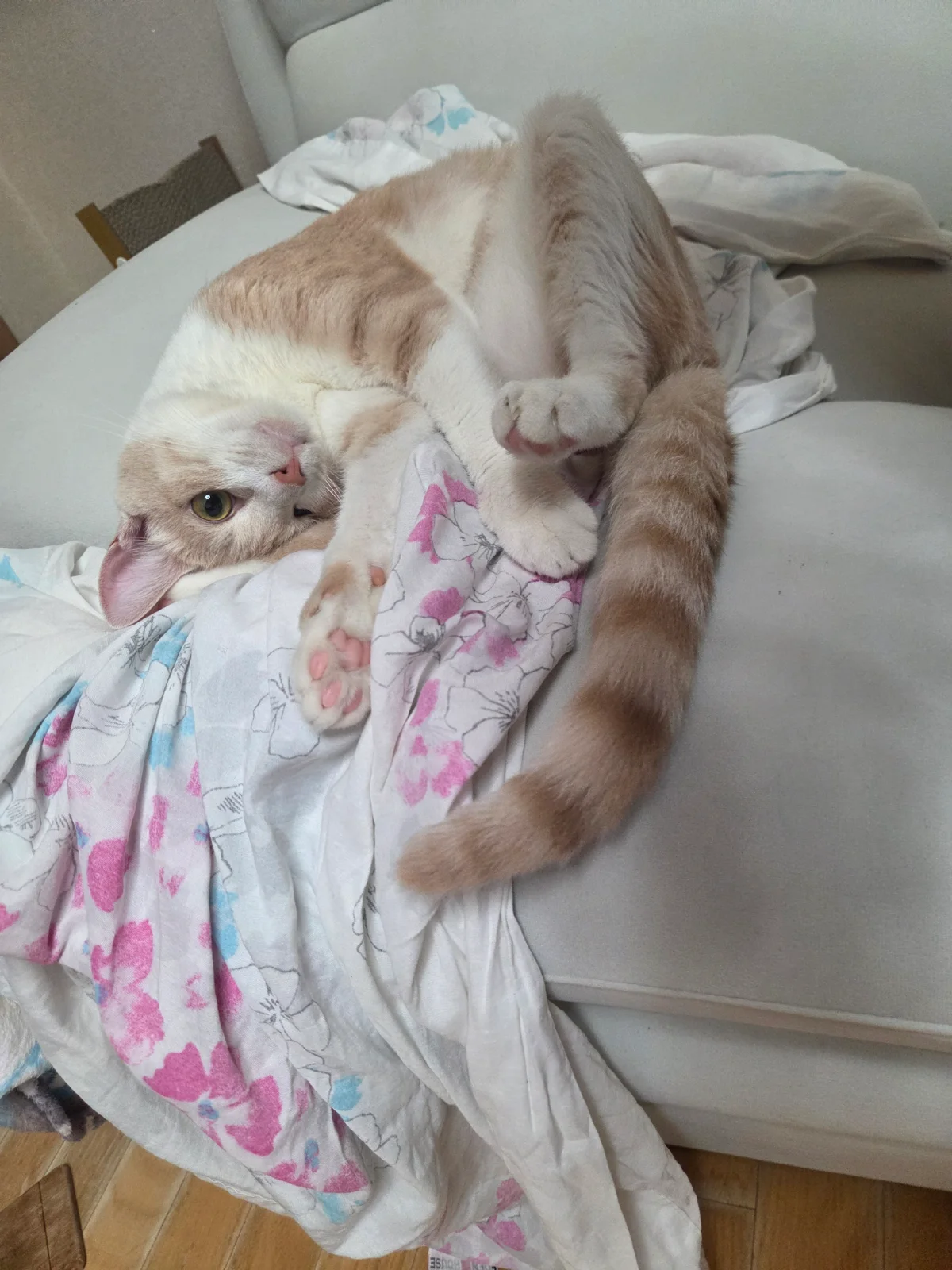 귀여워서 올리는 고양이 관련 고양이 사진 1
