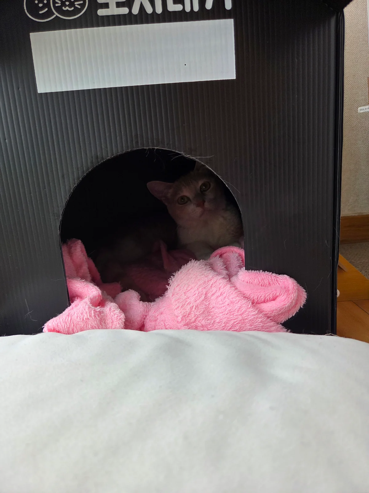 청소할때 숨어 있어요 관련 고양이 사진 3