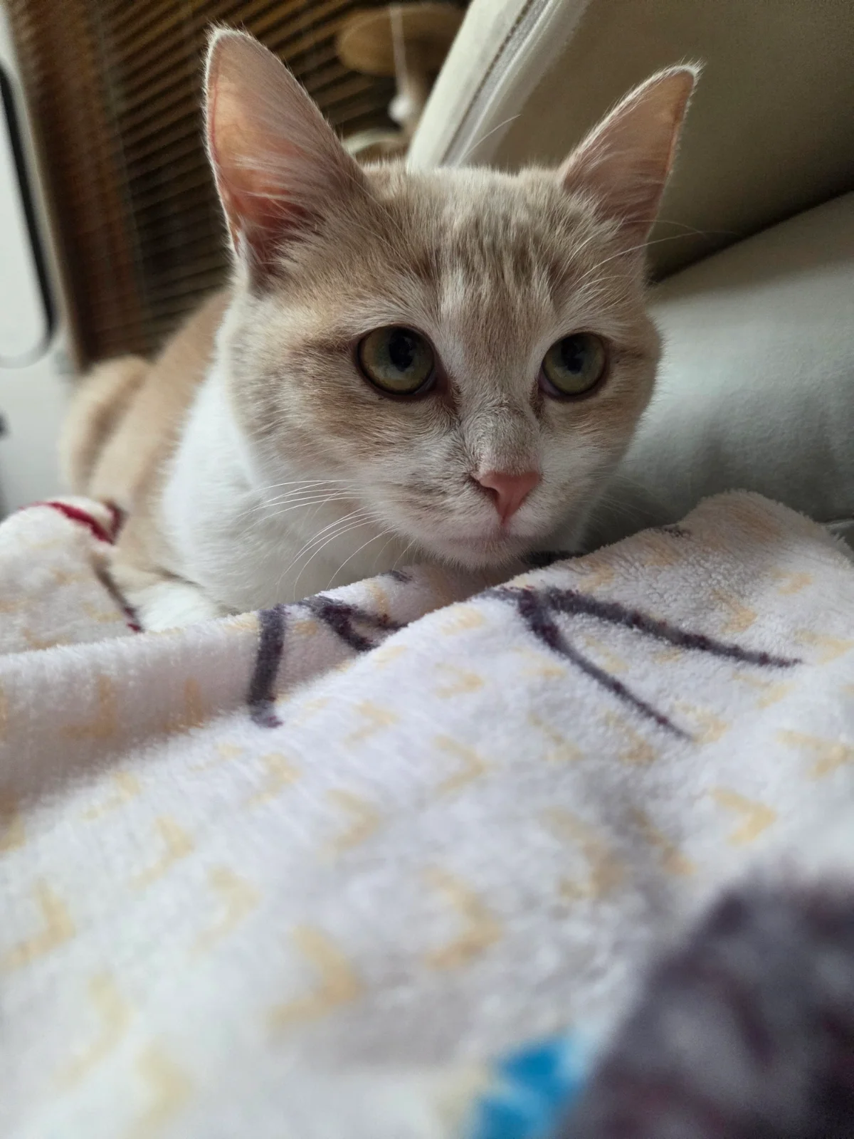 새벽 5시마다 깨우는 고양이 관련 고양이 사진 1