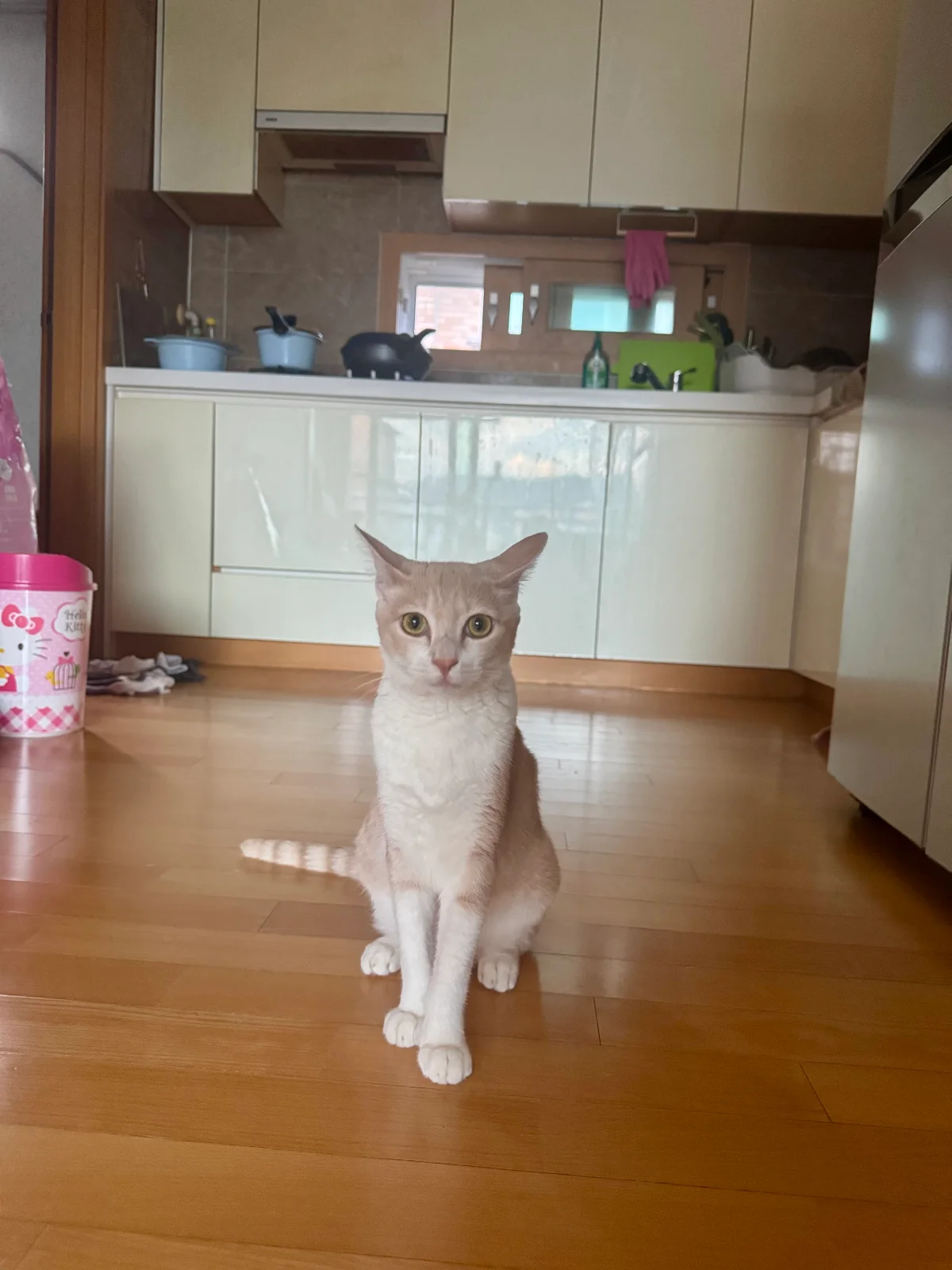 퇴근 후 마중 나오는 고양이 관련 고양이 사진 2