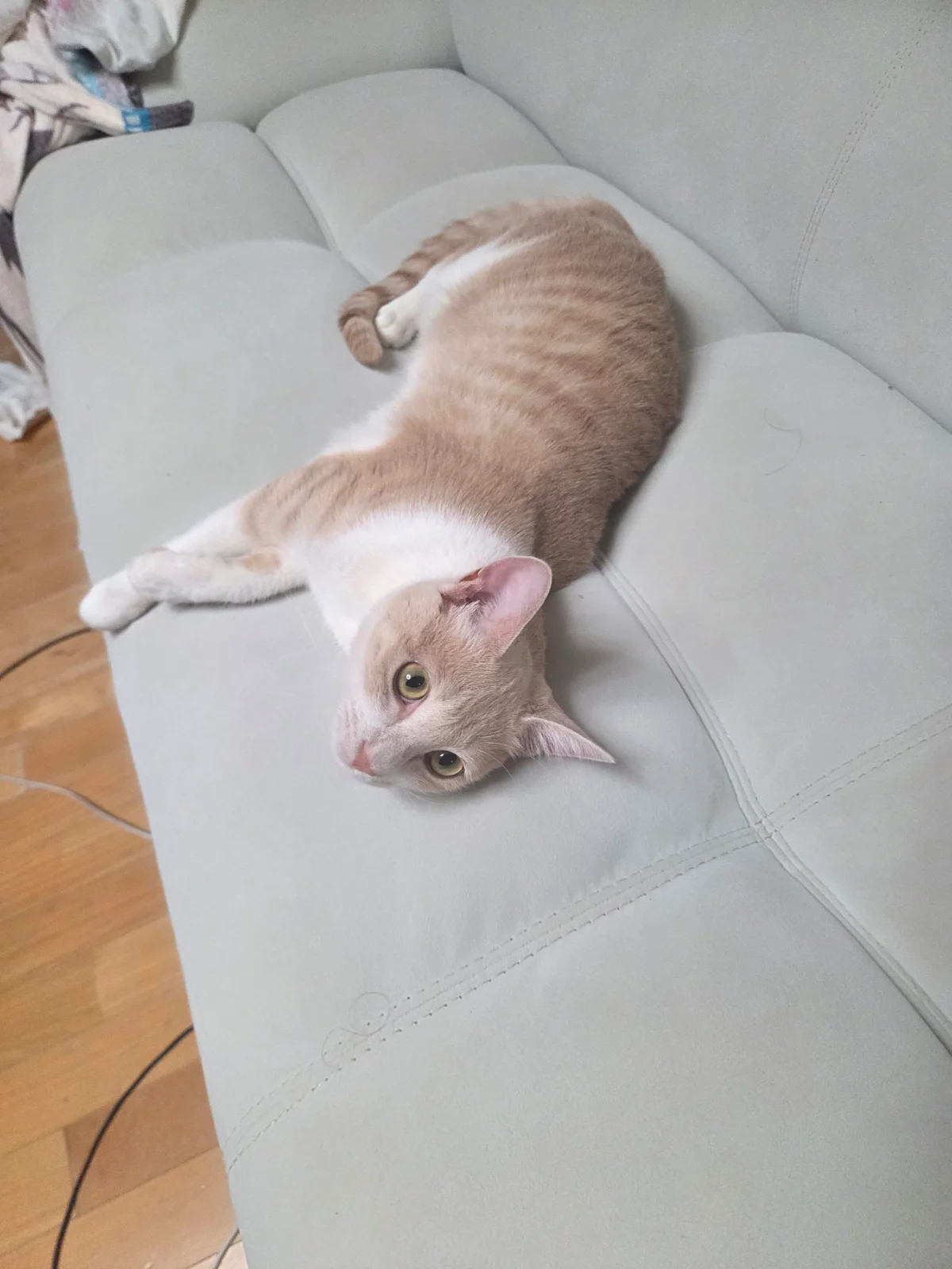 하루종일 돌아 다니며 눕는 고양이 관련 고양이 사진 1