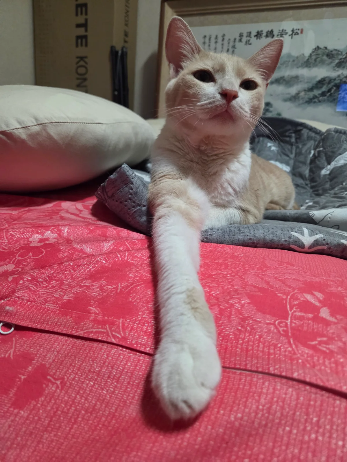 자려고 누웠는데 갑자기 관련 고양이 사진 2