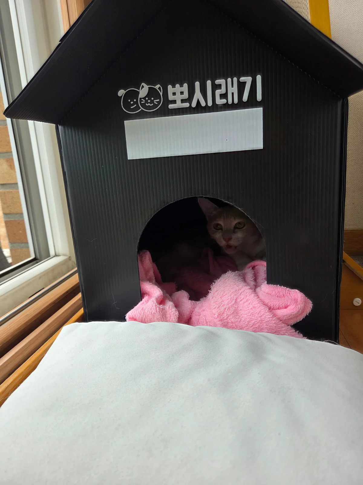 청소할때 숨어 있어요 관련 고양이 사진 2
