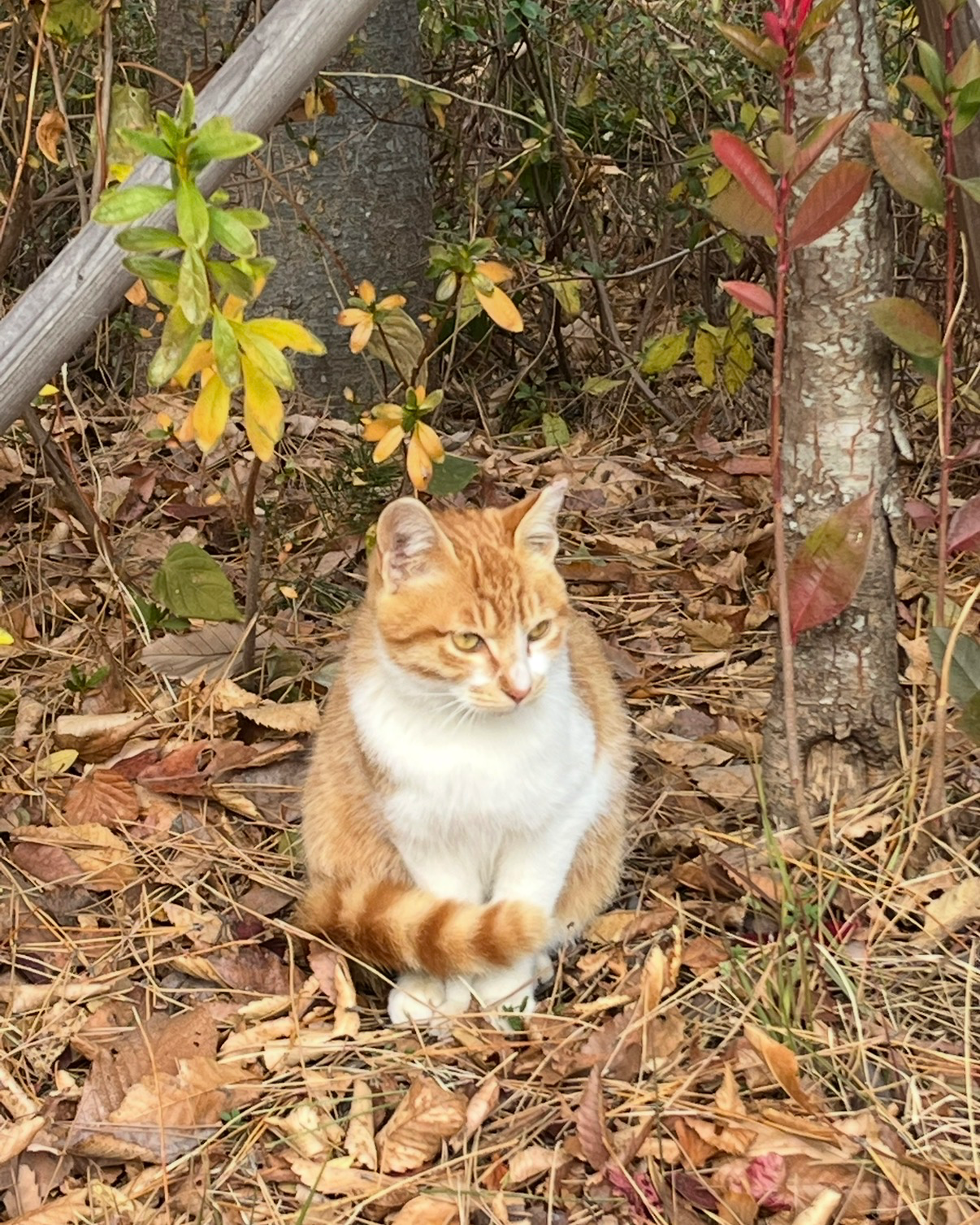 부산에서 만난 고앵 관련 고양이 사진 1