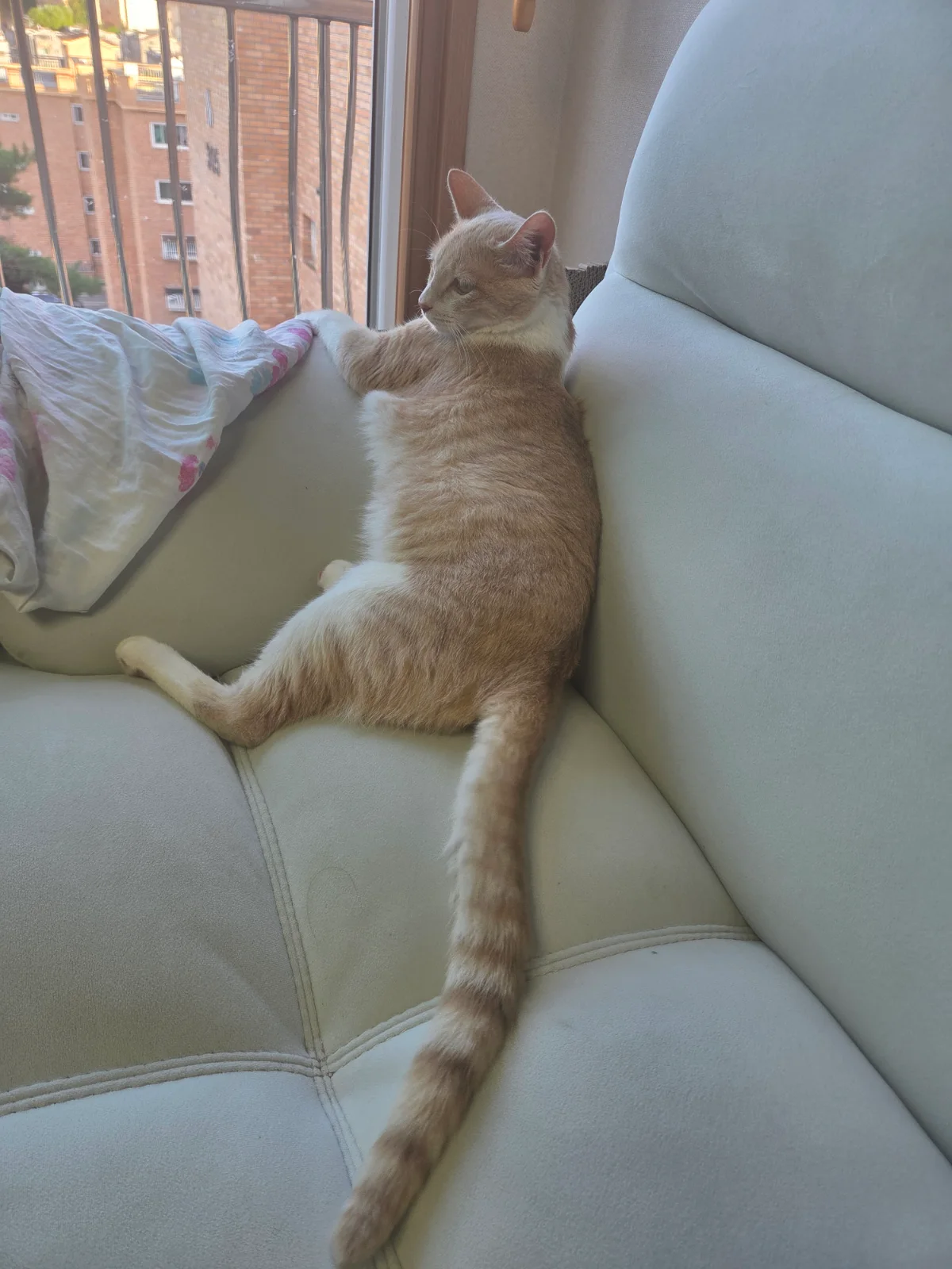 탄천에서 너굴맨 봤어요 관련 고양이 사진 4