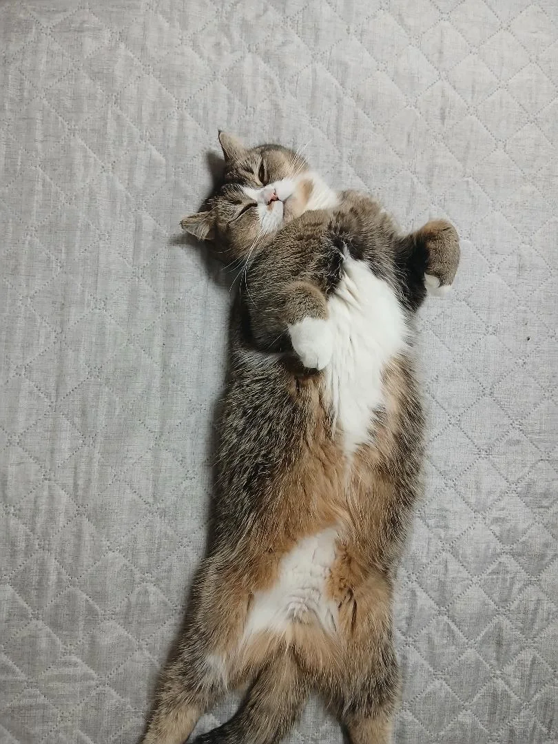 고양이는 등을 이렇게 긁나요? 관련 고양이 사진 1