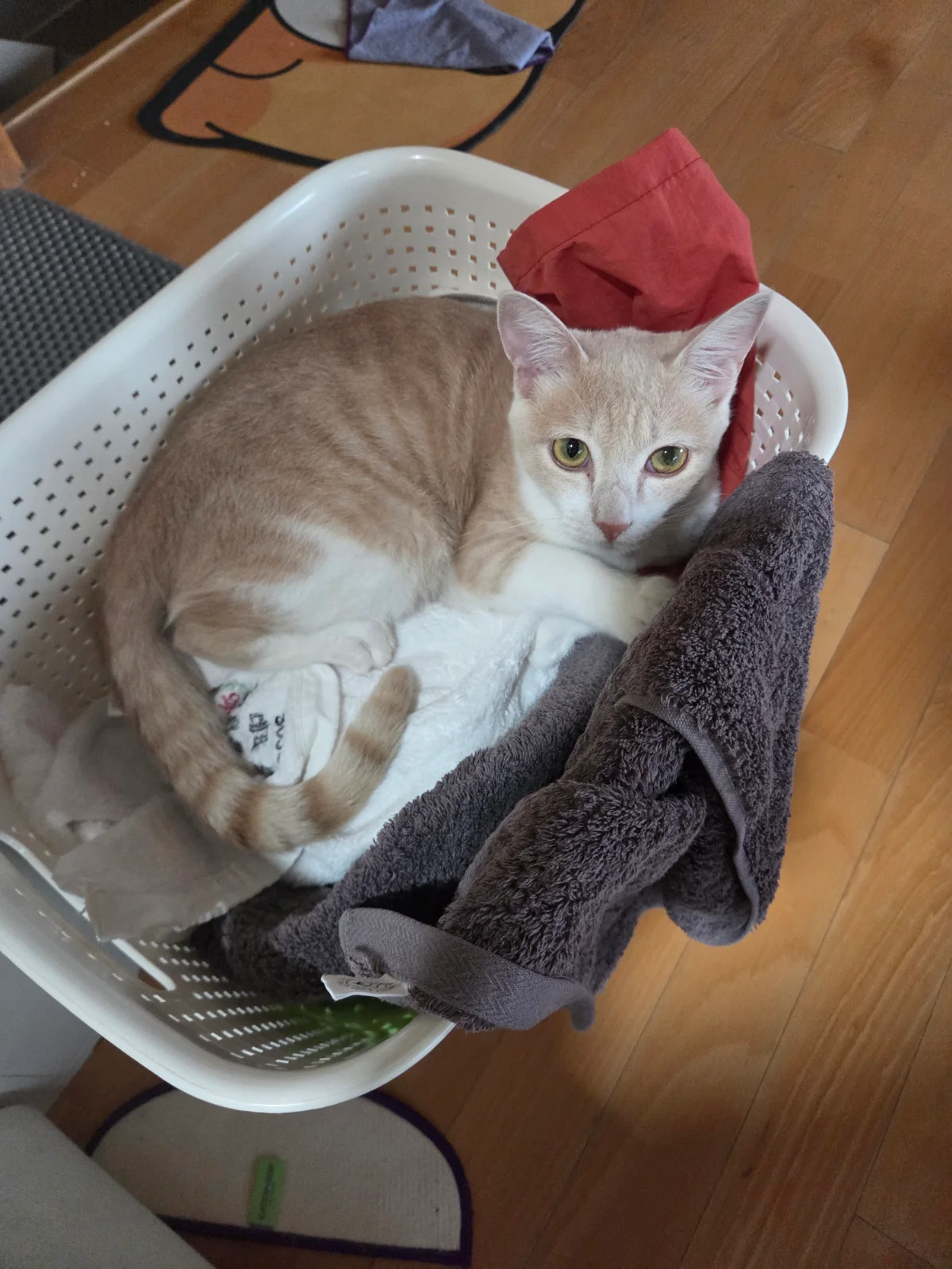빨래바구니에 숨는 고양이 관련 고양이 사진 1