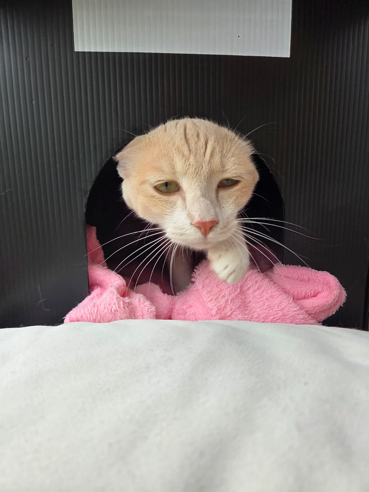 청소할때 숨어 있어요 관련 고양이 사진 4