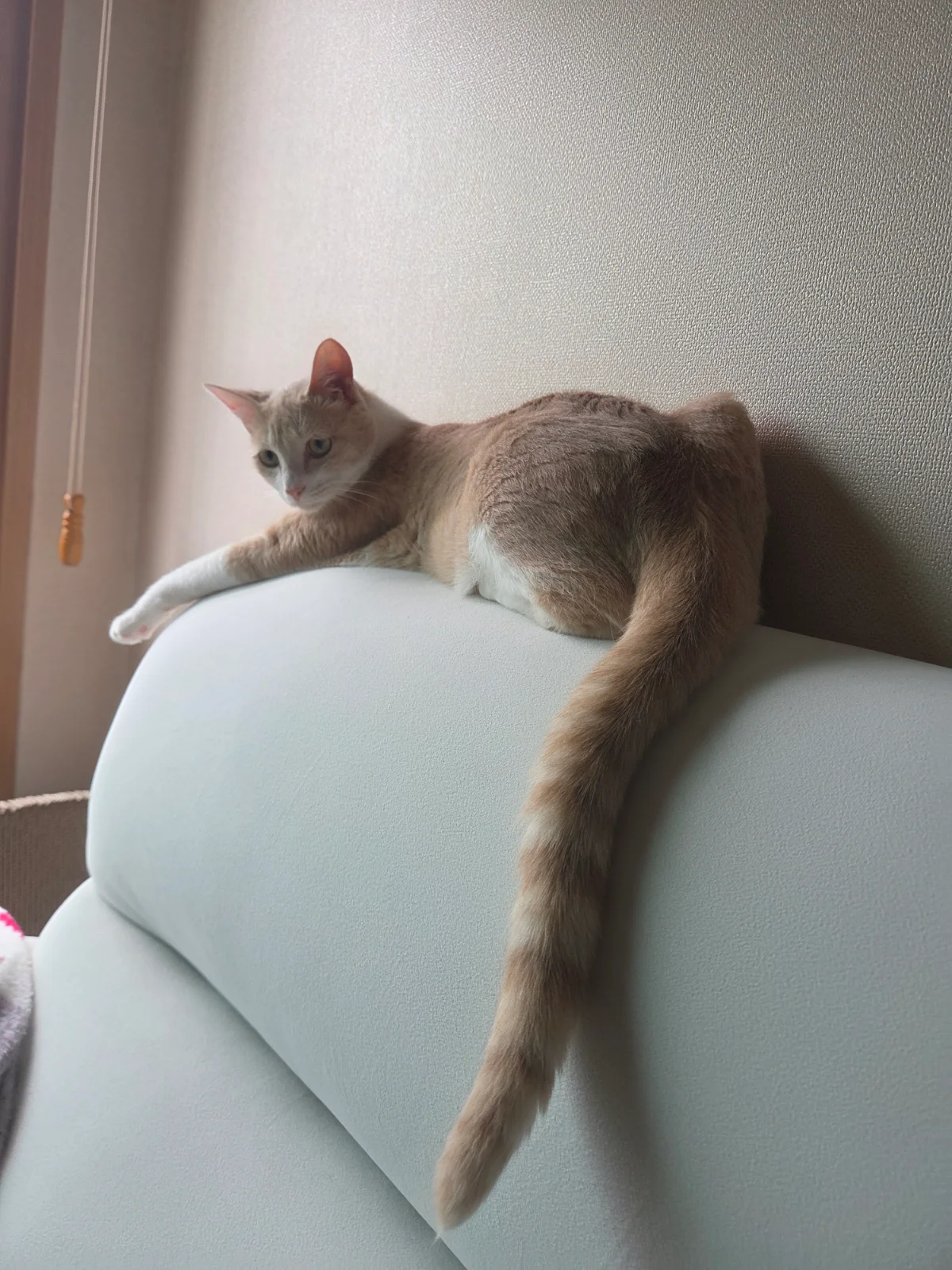 새벽에 우는 고양이 관련 고양이 사진 1