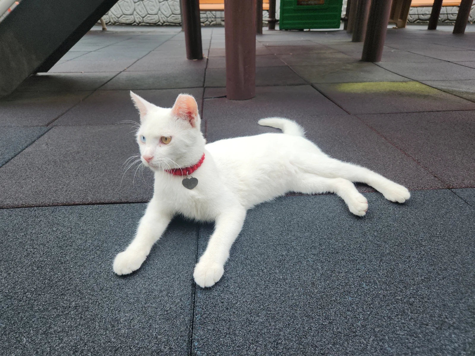 구름이의 어느날 관련 고양이 사진 1
