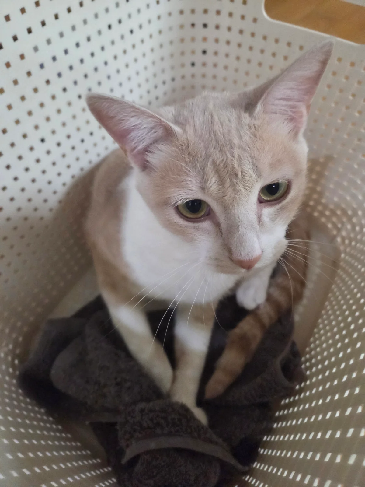빨래 바구니에 자꾸 숨는 고양이 관련 고양이 사진 3